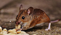 24 Hour & Emergency Exterminators in Brookfield, WI